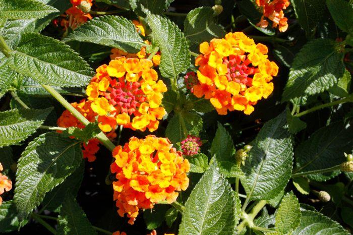 Lantana Bandolista Mango - View 2 from www redcrocus com