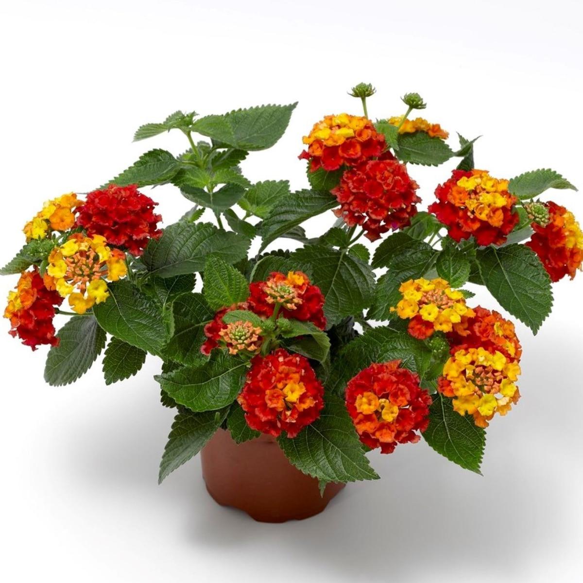 Lantana Bandolista Mango - View 7 from www redcrocus com