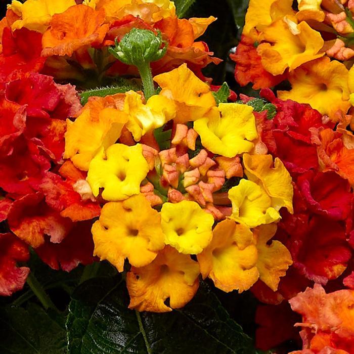 Lantana Bandolista Mango - View 9 from www redcrocus com