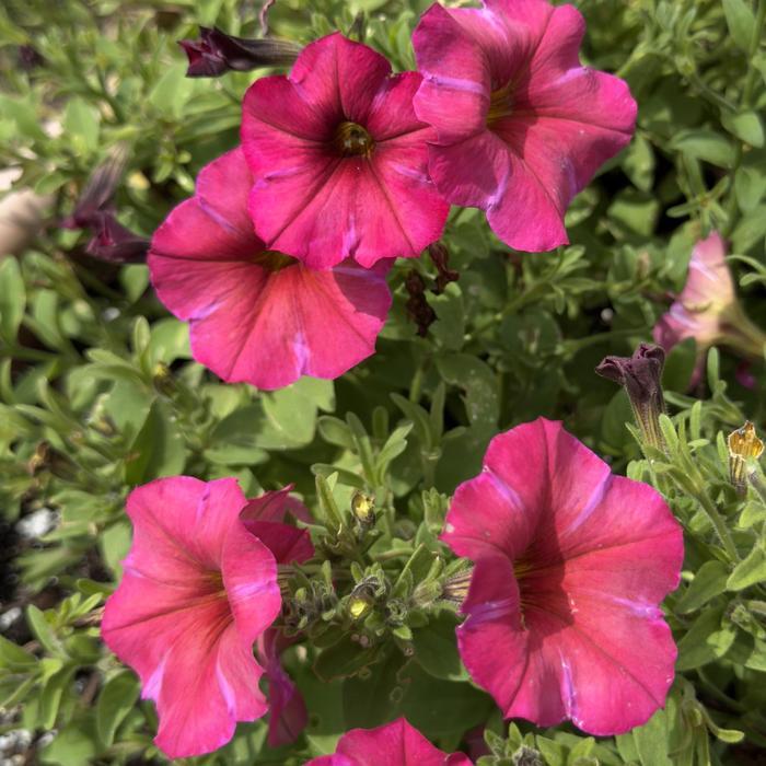 Petchoa 'supercal Premium Coral Star' - View 13 from www redcrocus com