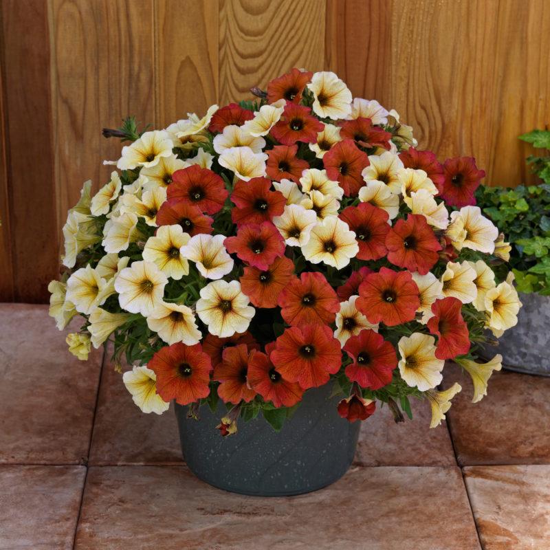 Petchoa 'supercal Premium Coral Star' - View 16 from www redcrocus com