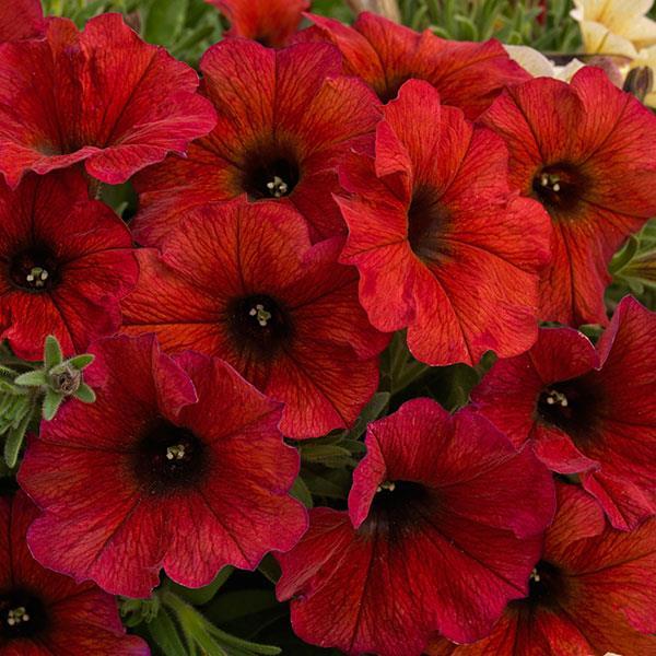 Petchoa 'supercal Premium Coral Star' - View 20 from www redcrocus com