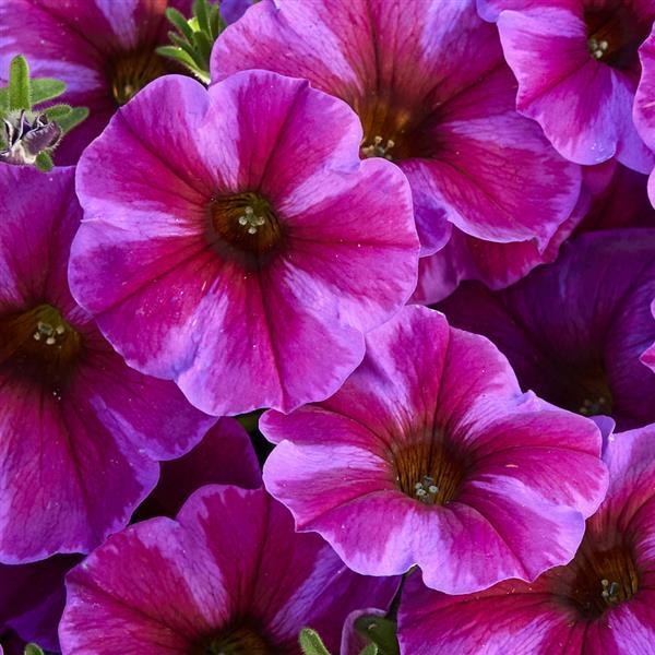 Petchoa 'supercal Premium Coral Star' - View 5 from www redcrocus com