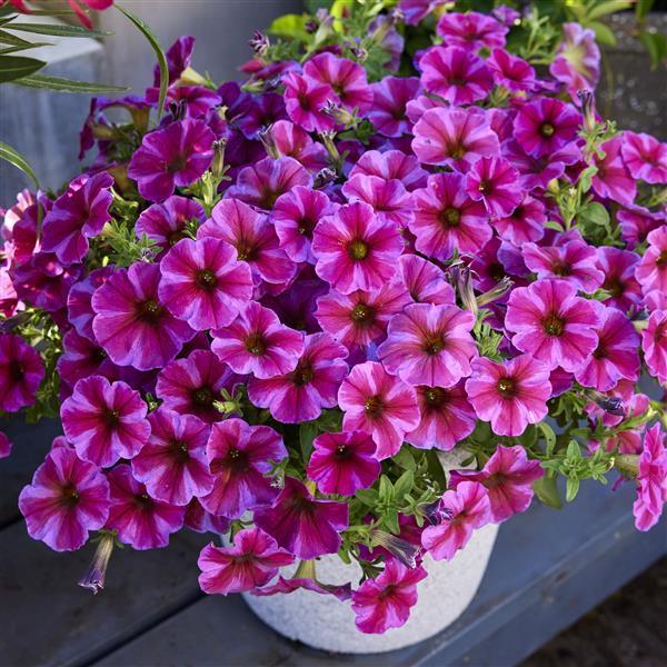 Petchoa 'supercal Premium Coral Star' - View 6 from www redcrocus com
