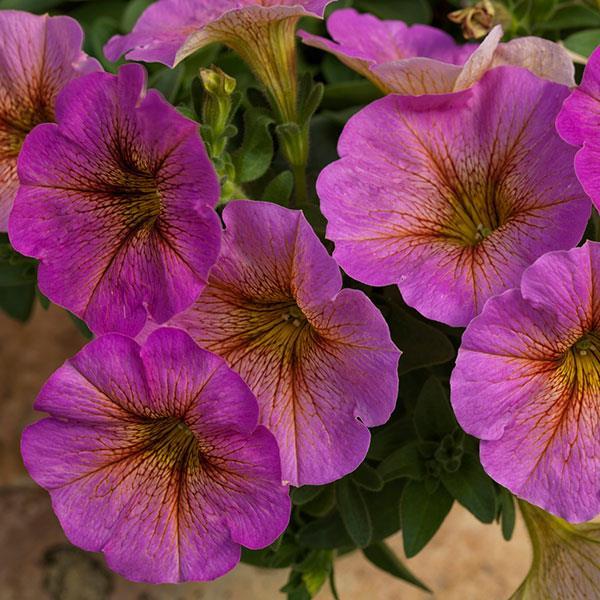 Petchoa 'supercal Premium Coral Star' - View 8 from www redcrocus com