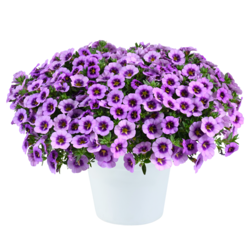 Calibrachoa 'colibri Spark Purple' - View 10 from www redcrocus com