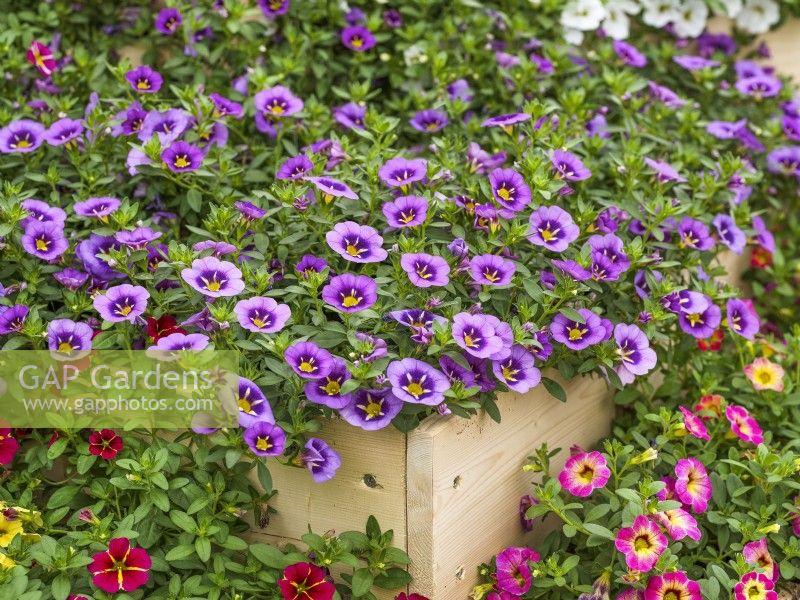 Calibrachoa 'colibri Spark Purple' - View 10 from www redcrocus com