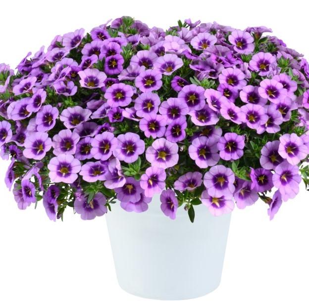 Calibrachoa 'colibri Spark Purple' - View 12 from www redcrocus com