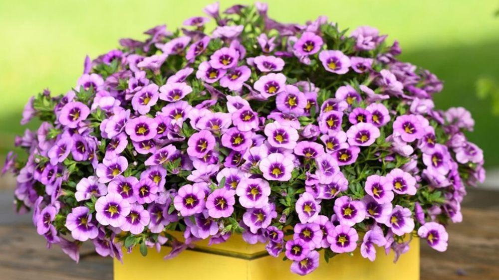 Calibrachoa 'colibri Spark Purple' - View 14 from www redcrocus com