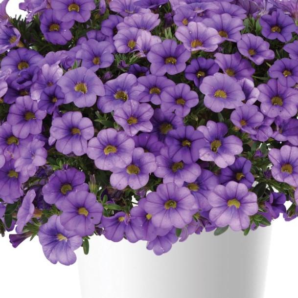 Calibrachoa 'colibri Spark Purple' - View 18 from www redcrocus com