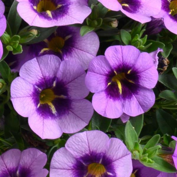 Calibrachoa 'colibri Spark Purple' - View 1 from www redcrocus com