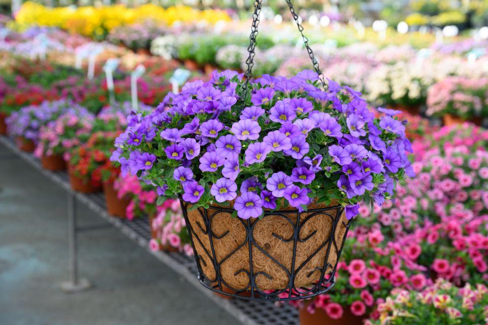 Calibrachoa 'colibri Spark Purple' - View 20 from www redcrocus com
