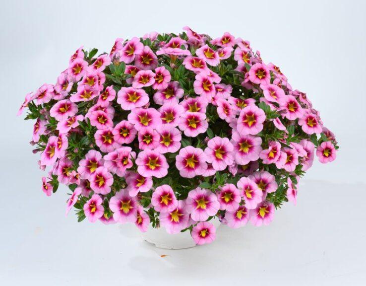 Calibrachoa 'colibri Spark Purple' - View 21 from www redcrocus com