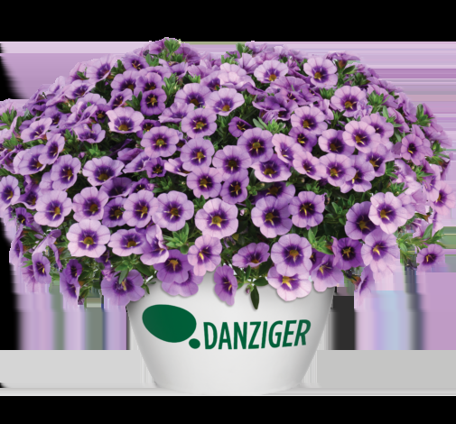 Calibrachoa 'colibri Spark Purple' - View 2 from www redcrocus com