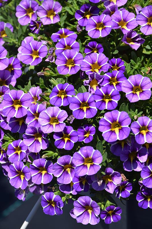 Calibrachoa 'colibri Spark Purple' - View 5 from www redcrocus com