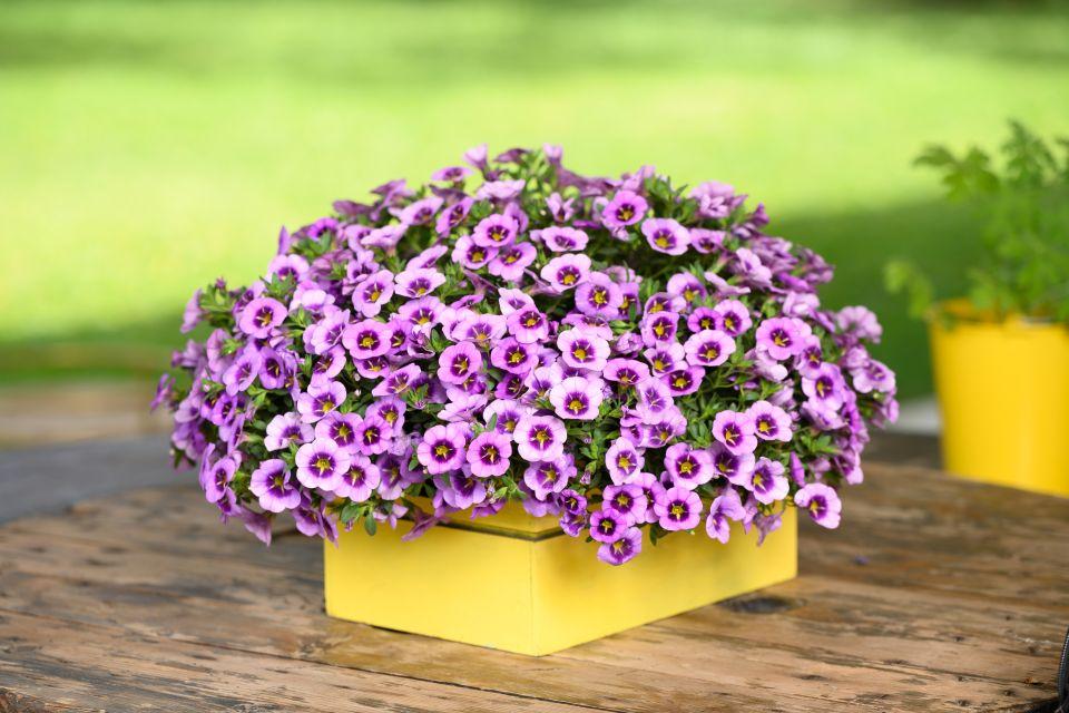 Calibrachoa 'colibri Spark Purple' - View 7 from www redcrocus com