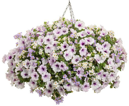 Petunia Supertunia Trailing Blue Veined - View 10 from www redcrocus com