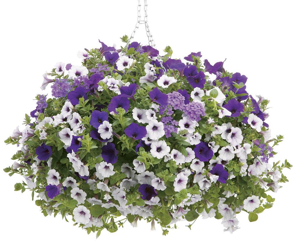 Petunia Supertunia Trailing Blue Veined - View 12 from www redcrocus com