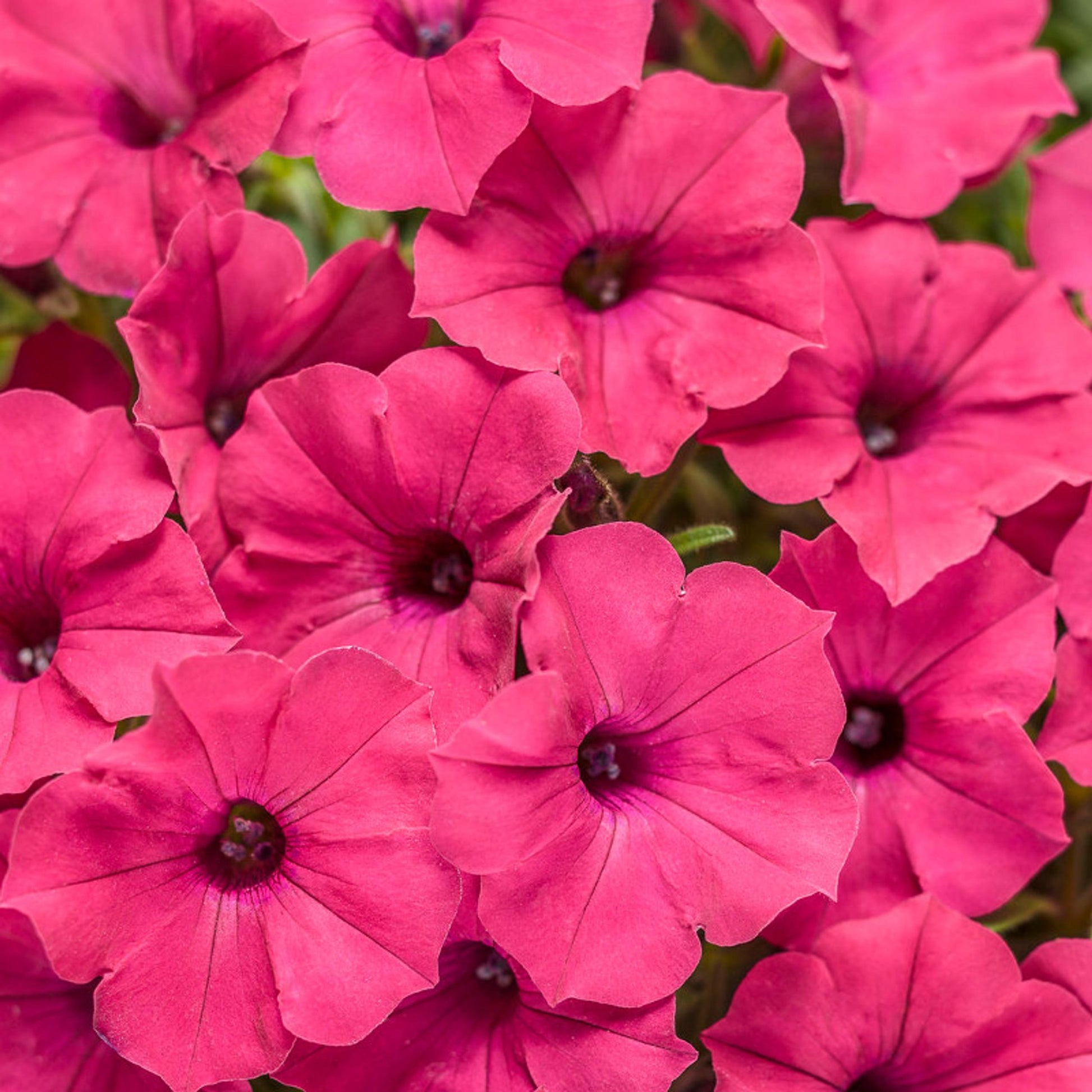 Petunia Supertunia Trailing Blue Veined - View 14 from www redcrocus com