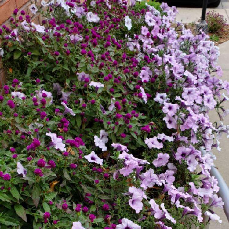Petunia Supertunia Trailing Blue Veined - View 15 from www redcrocus com