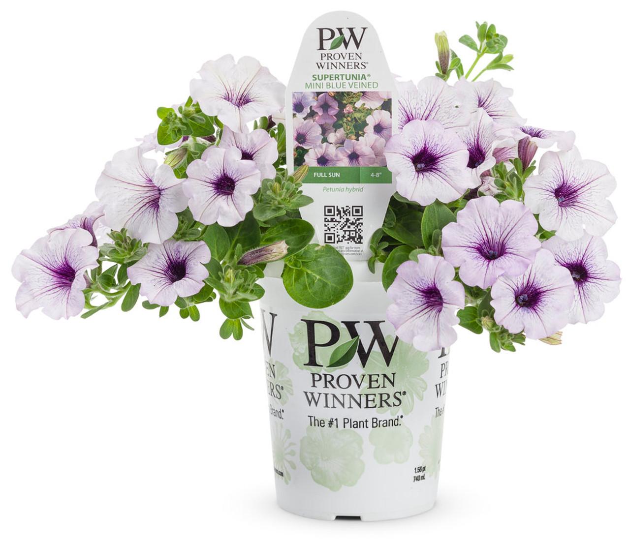 Petunia Supertunia Trailing Blue Veined - View 16 from www redcrocus com