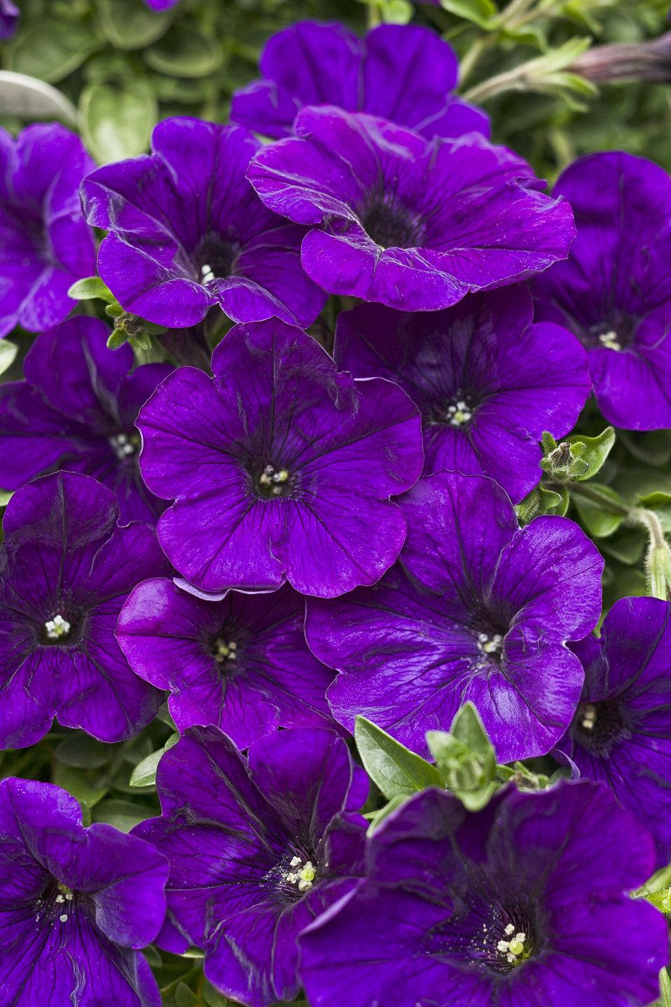 Petunia Supertunia Trailing Blue Veined - View 17 from www redcrocus com