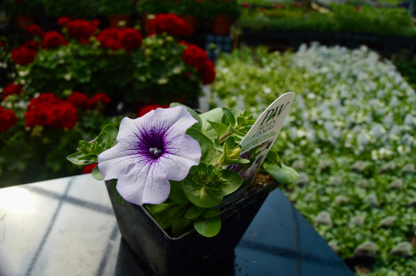 Petunia Supertunia Trailing Blue Veined - View 18 from www redcrocus com