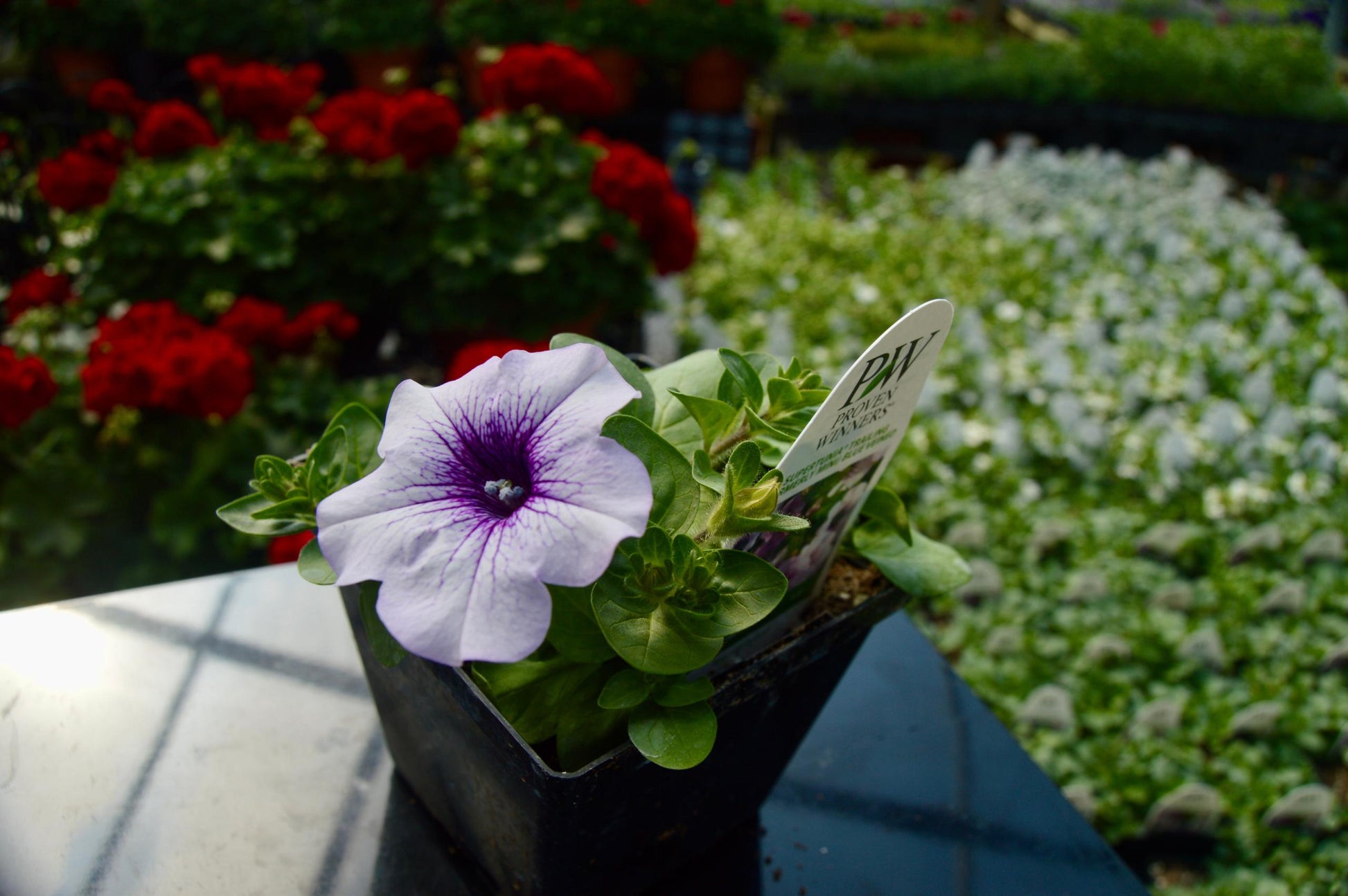 Petunia Supertunia Trailing Blue Veined - View 18 from www redcrocus com