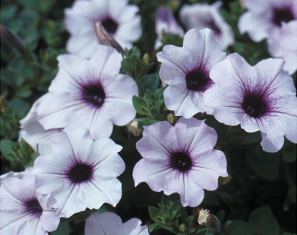 Petunia Supertunia Trailing Blue Veined - View 2 from www redcrocus com