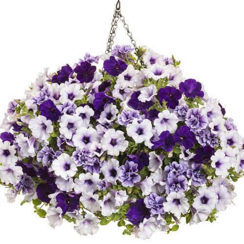 Petunia Supertunia Trailing Blue Veined - View 3 from www redcrocus com