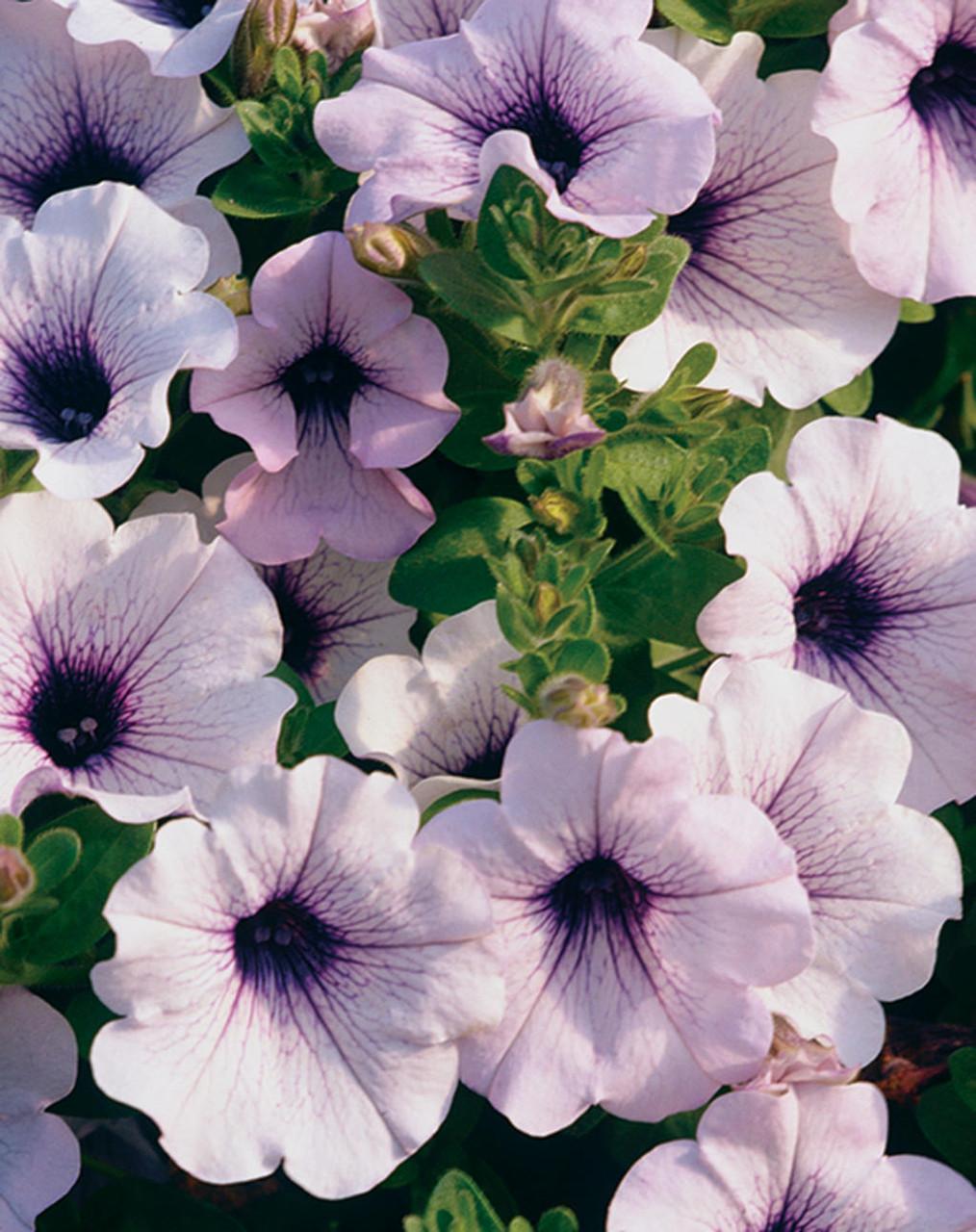 Petunia Supertunia Trailing Blue Veined - View 4 from www redcrocus com