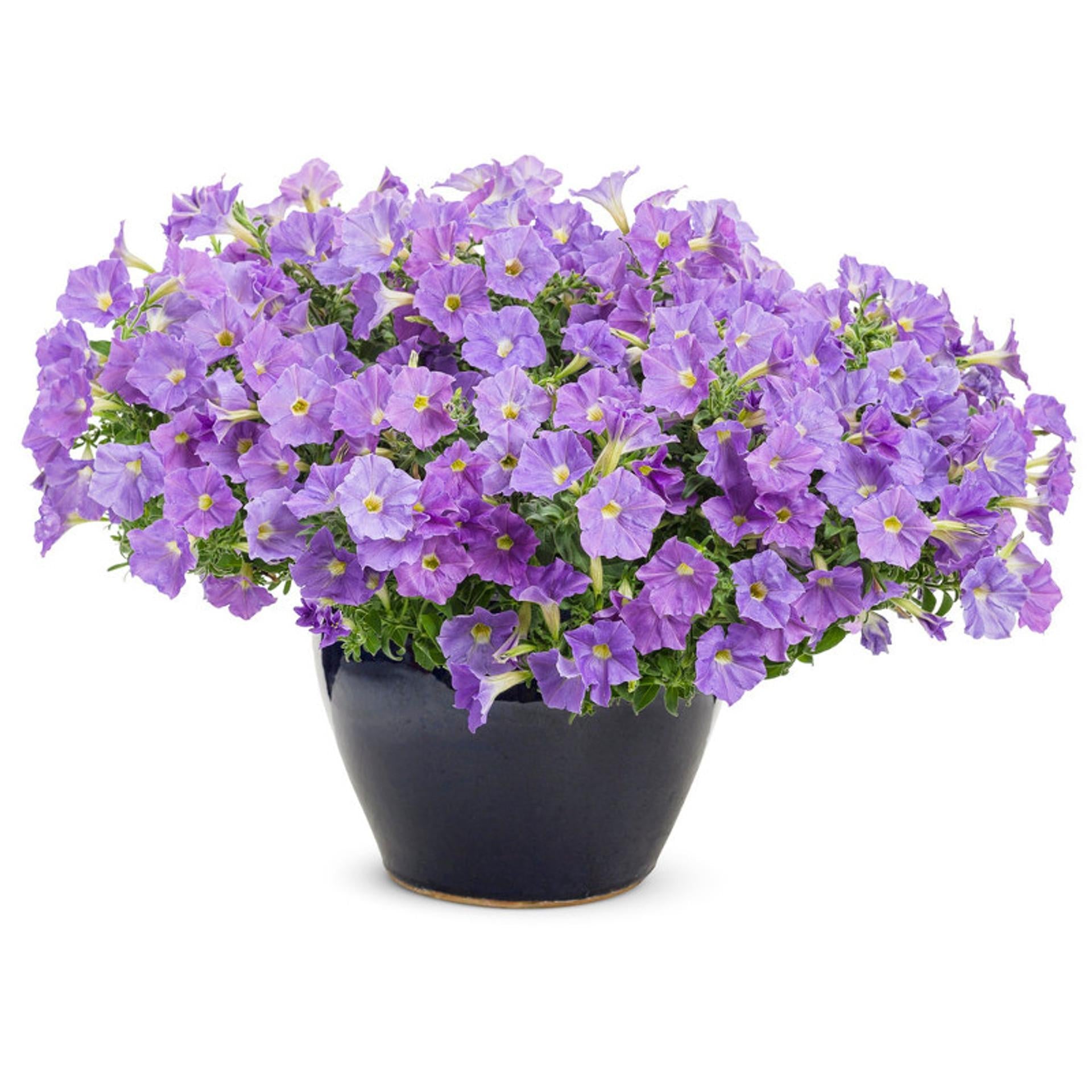 Petunia Supertunia Trailing Blue Veined - View 5 from www redcrocus com