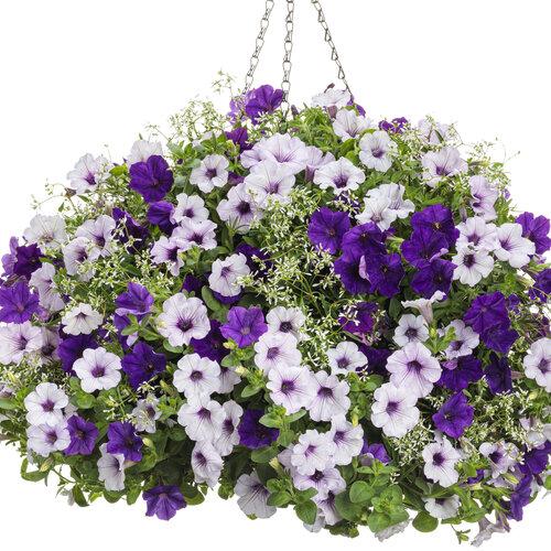 Petunia Supertunia Trailing Blue Veined - View 6 from www redcrocus com