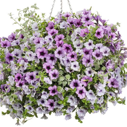 Petunia Supertunia Trailing Blue Veined - View 7 from www redcrocus com