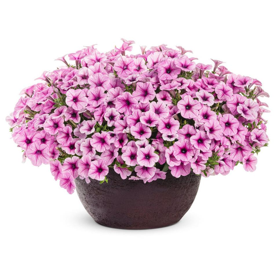 Petunia Supertunia Trailing Blue Veined - View 8 from www redcrocus com