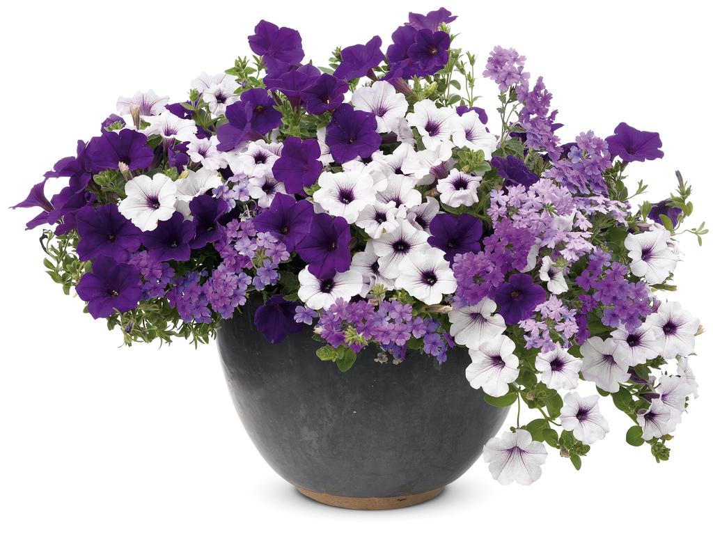 Petunia Supertunia Trailing Blue Veined - View 9 from www redcrocus com