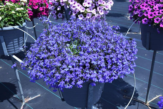 Lobelia Techno Blue - View 10 from www redcrocus com