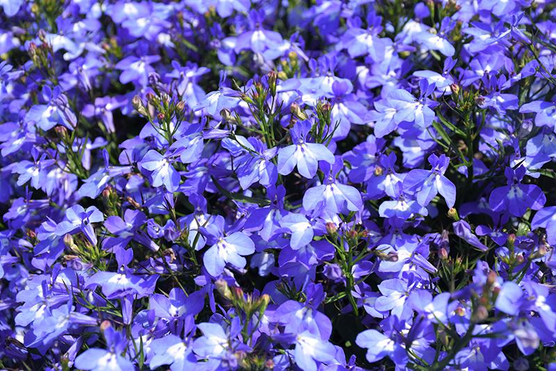 Lobelia Techno Blue - View 11 from www redcrocus com