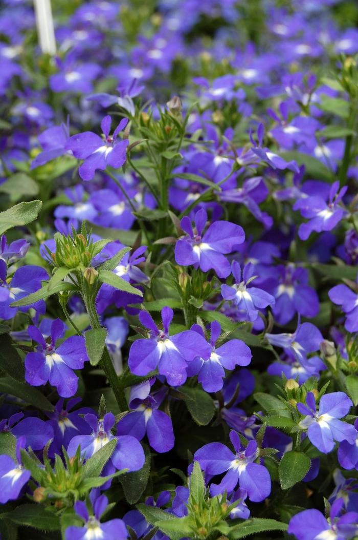 Lobelia Techno Blue - View 12 from www redcrocus com