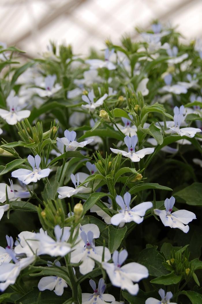 Lobelia Techno Blue - View 13 from www redcrocus com