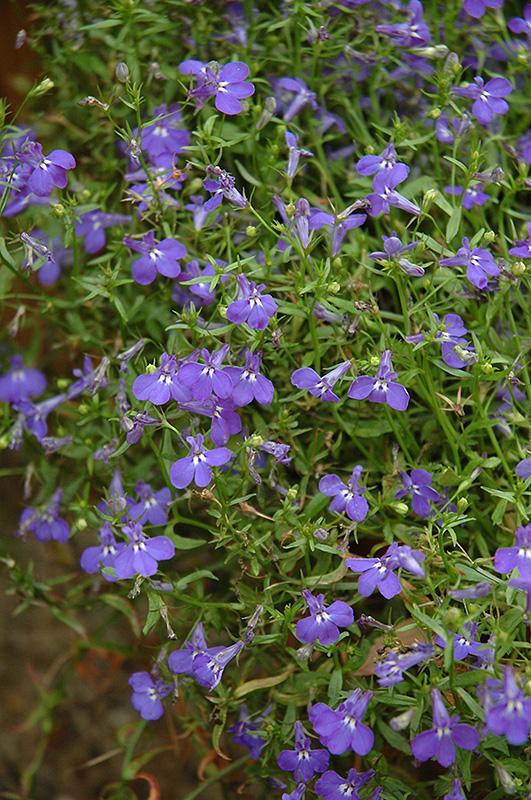 Lobelia Techno Blue - View 14 from www redcrocus com
