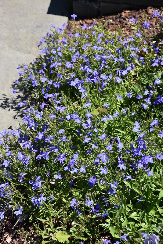 Lobelia Techno Blue - View 15 from www redcrocus com