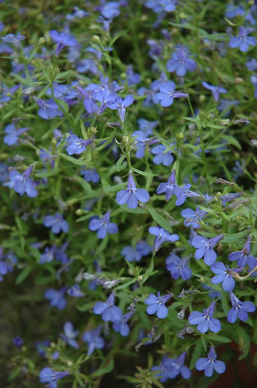 Lobelia Techno Blue - View 16 from www redcrocus com