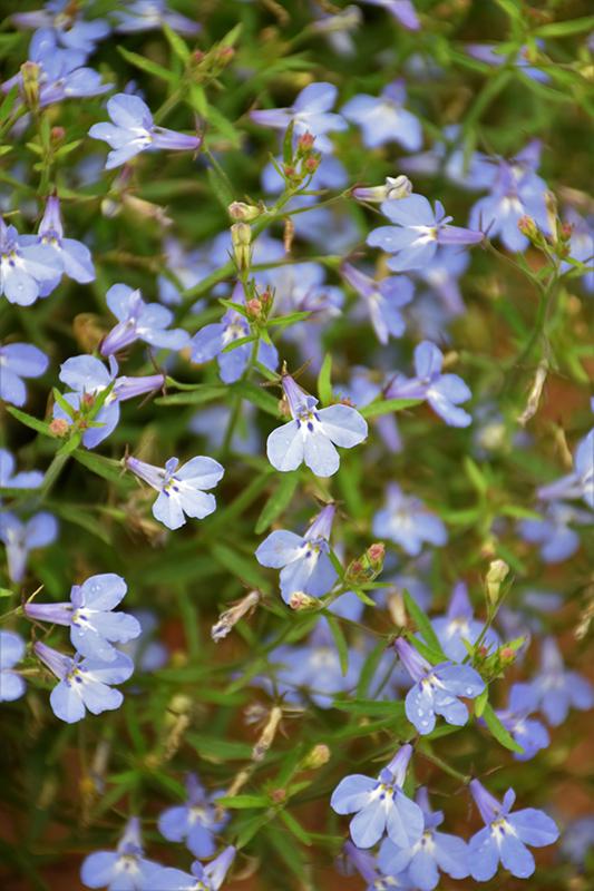 Lobelia Techno Blue - View 17 from www redcrocus com