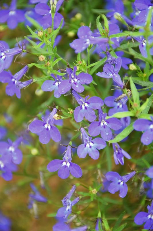 Lobelia Techno Blue - View 18 from www redcrocus com