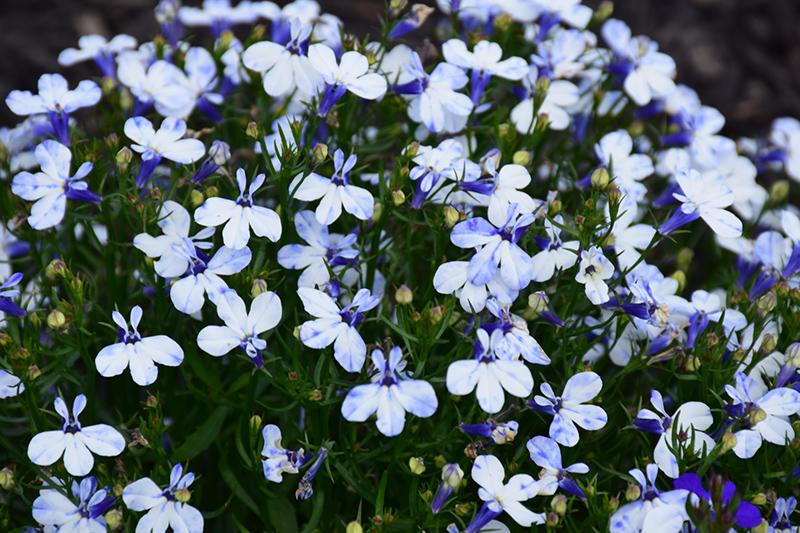 Lobelia Techno Blue - View 19 from www redcrocus com