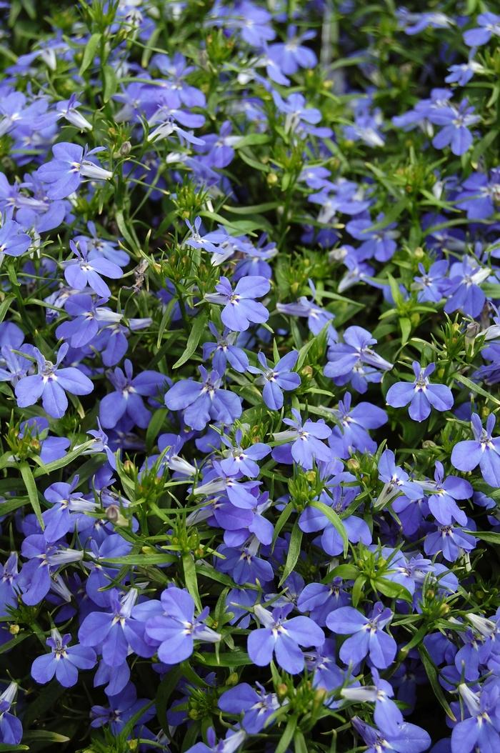 Lobelia Techno Blue - View 3 from www redcrocus com
