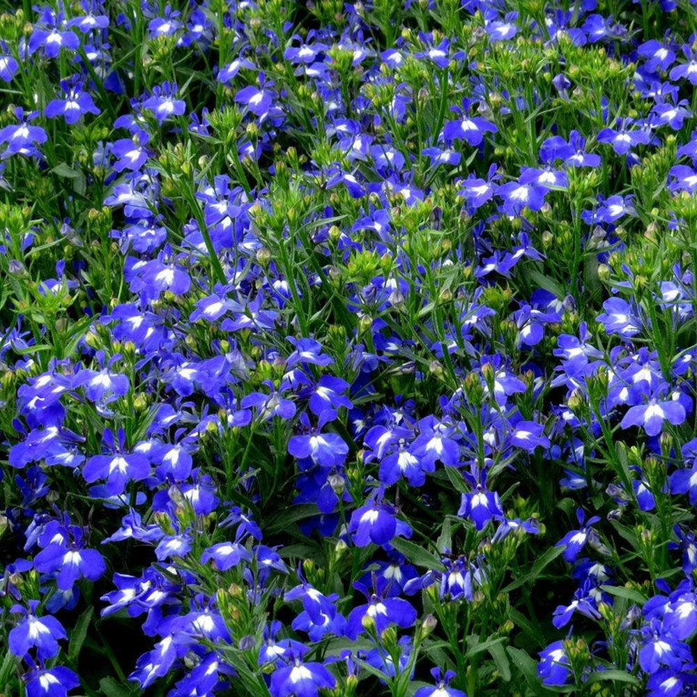 Lobelia Techno Blue - View 4 from www redcrocus com