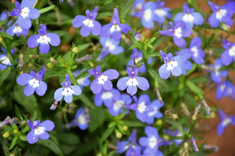 Lobelia Techno Blue - View 5 from www redcrocus com
