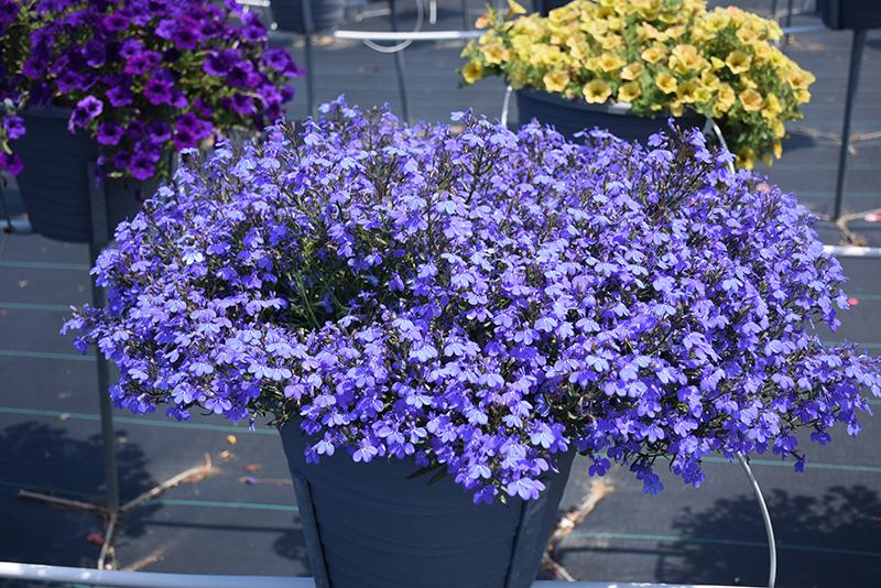 Lobelia Techno Blue - View 6 from www redcrocus com
